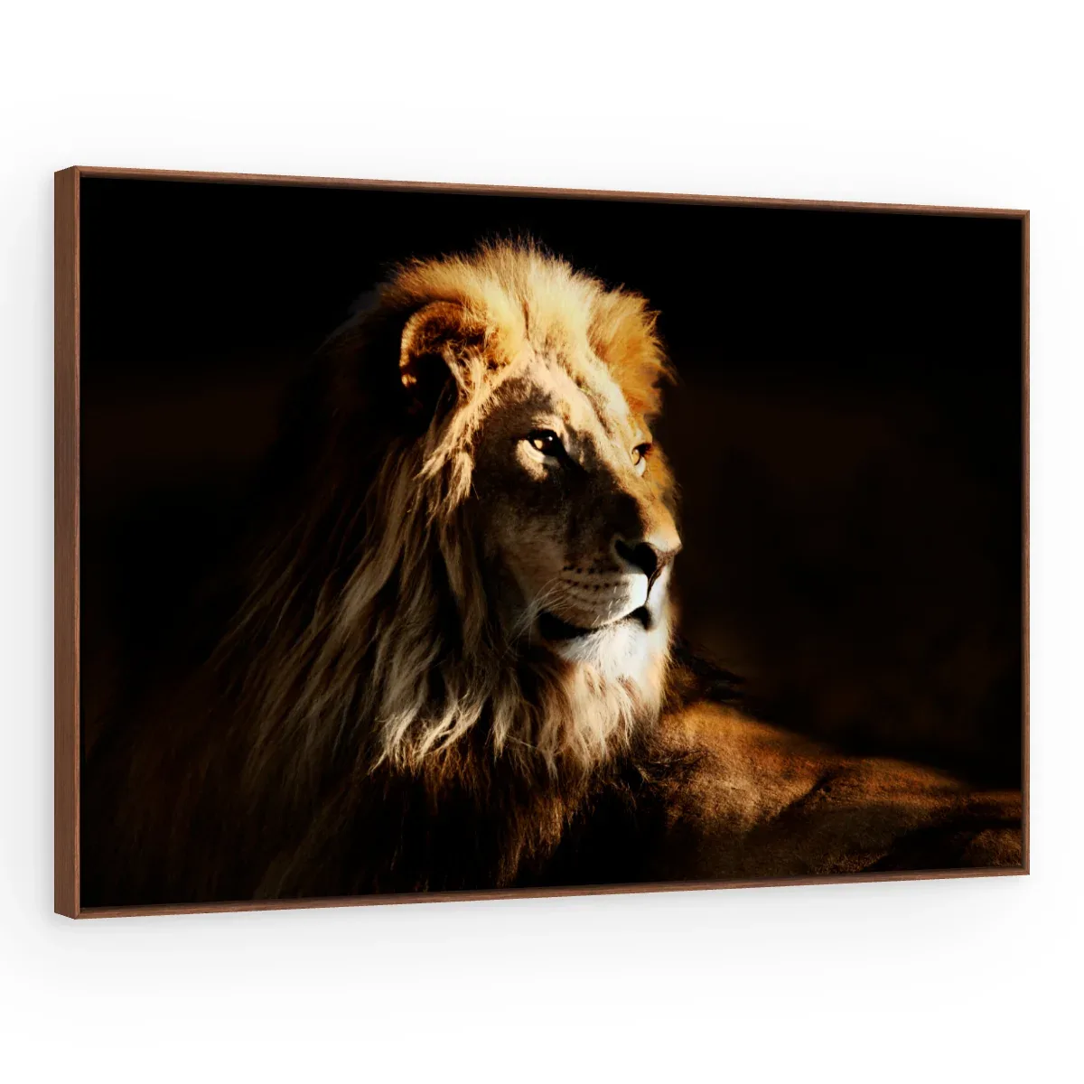 Quadro Decorativo Canvas Leão Repouso - LE0001