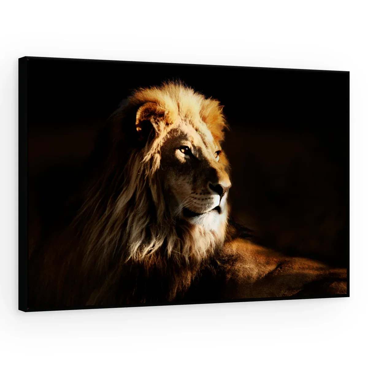 Quadro Decorativo Canvas Leão Repouso - LE0001