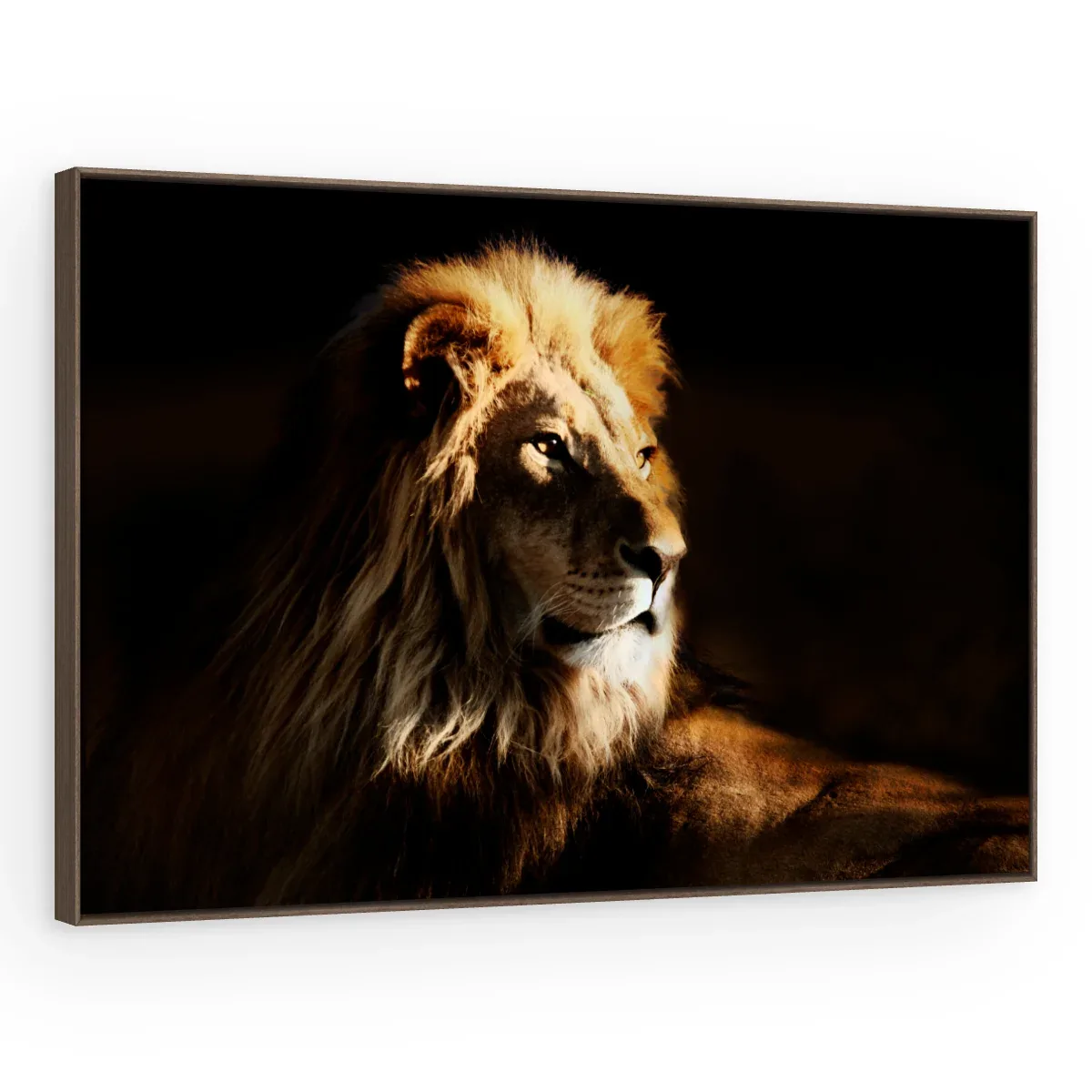 Quadro Decorativo Canvas Leão Repouso - LE0001