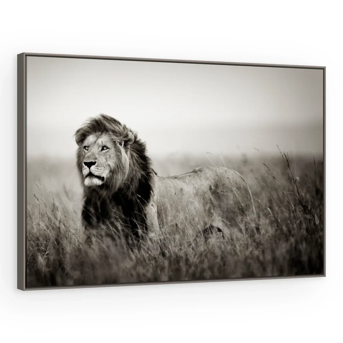 Quadro Decorativo Canvas Leão Monocromático - LE0002