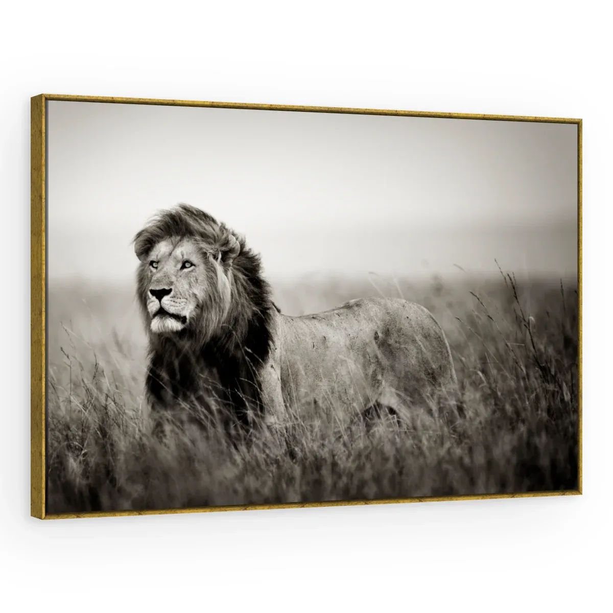 Quadro Decorativo Canvas Leão Monocromático - LE0002