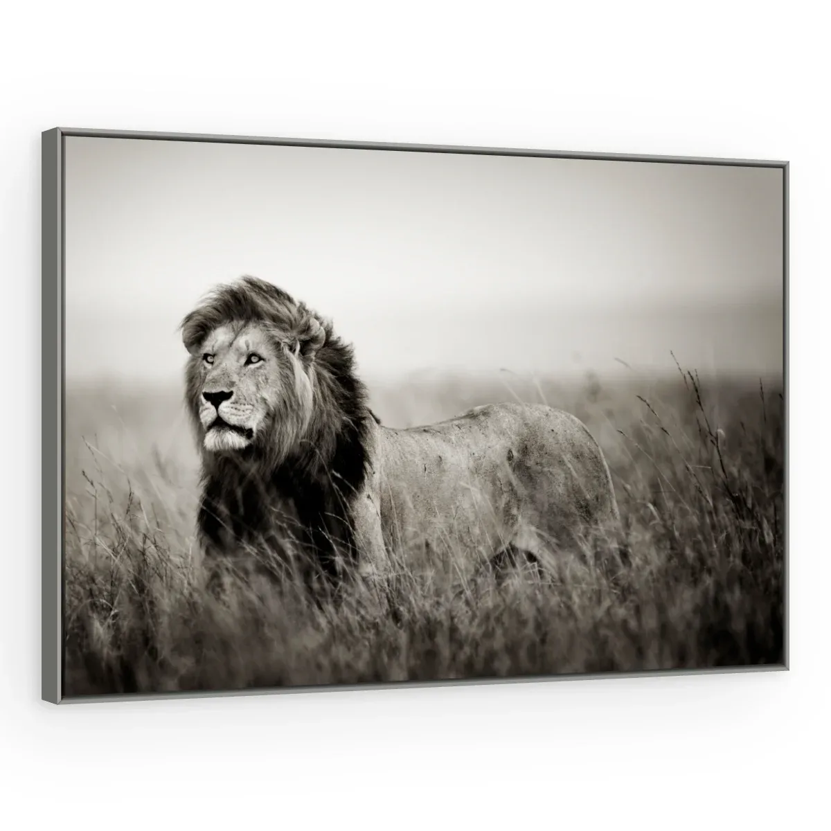 Quadro Decorativo Canvas Leão Monocromático - LE0002