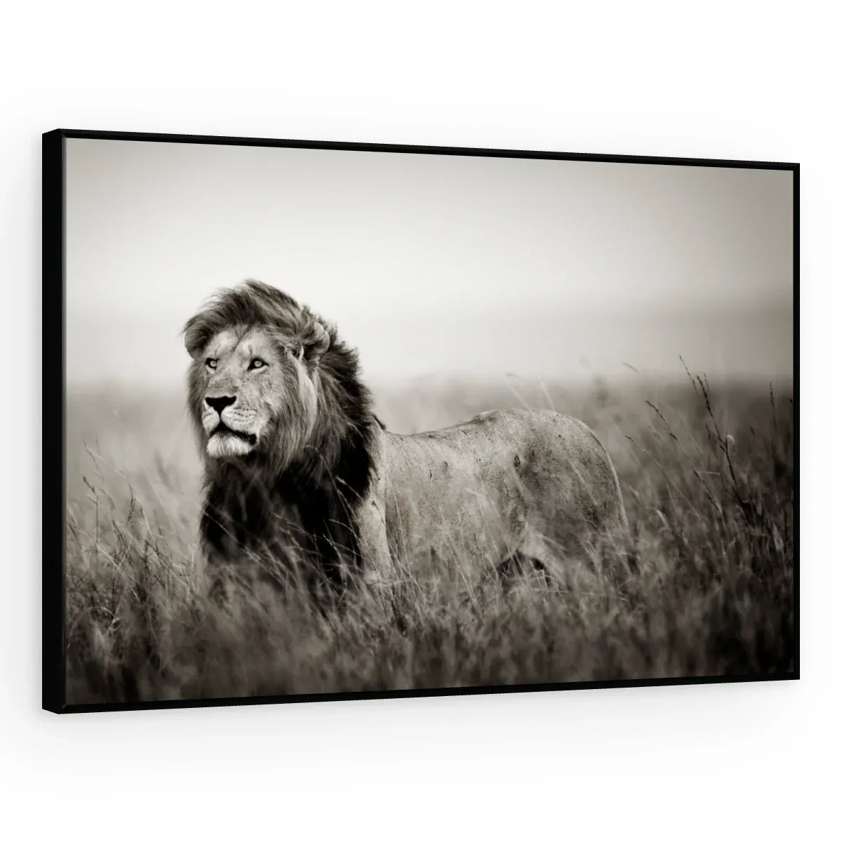 Quadro Decorativo Canvas Leão Monocromático - LE0002
