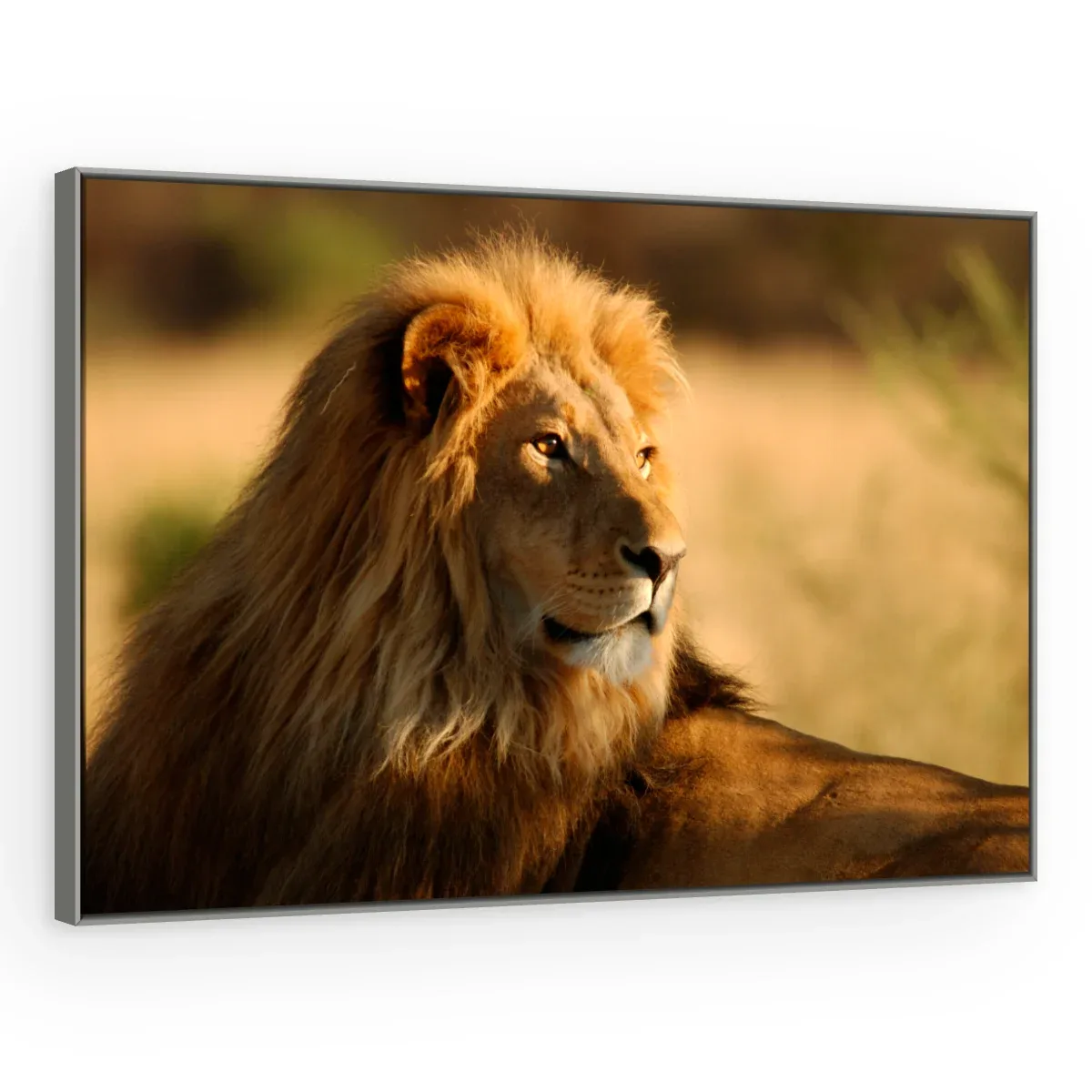 Quadro Decorativo Canvas Leão Savana - LE0005