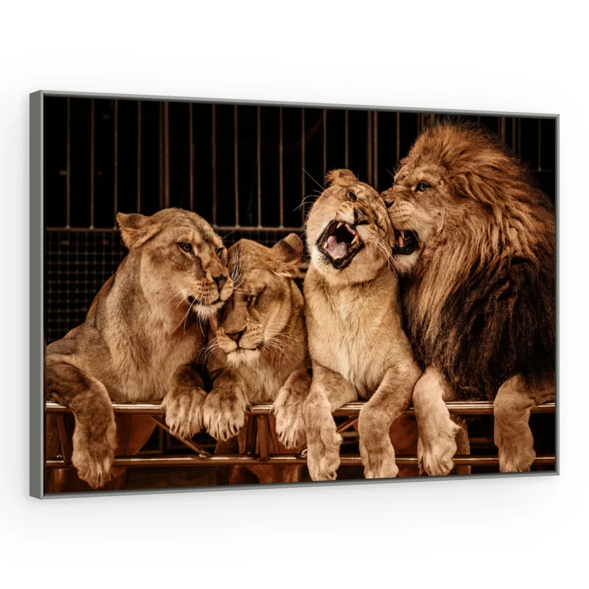 Quadro Decorativo Canvas Família Leonina - LE0012